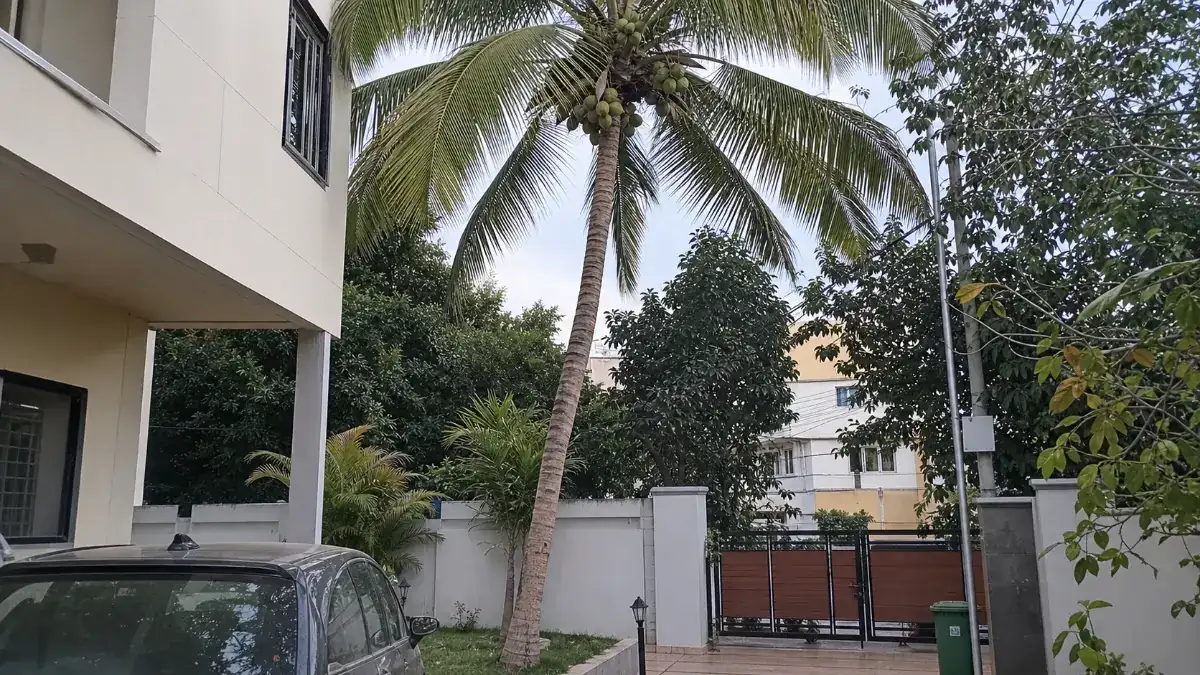 Before coconut tree safety nets installation near parking and building in Hyderabad