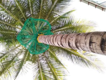 Coconut tree safety net view from below with green net and rope support