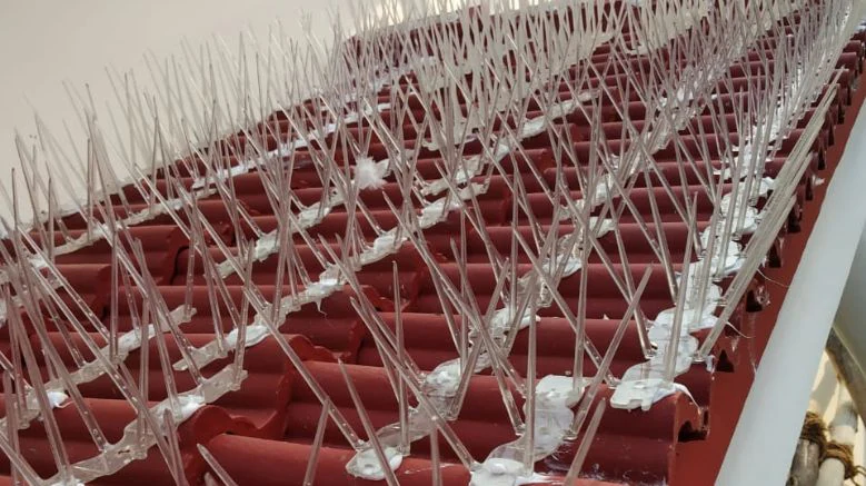 Anti bird spikes after installation on ledge in Hyderabad